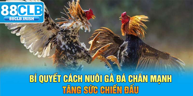 Bí Quyết Cách Nuôi Gà Đá Chân Mạnh Tăng Sức Chiến Đấu