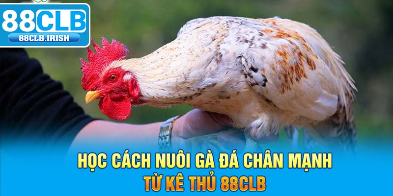 Học cách nuôi gà đá chân mạnh từ kê thủ 88CLB