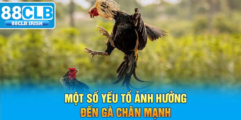 Một số yếu tố ảnh hưởng đến gà chân mạnh 