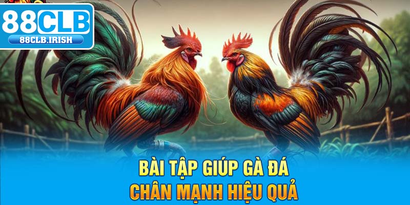 Bài tập giúp gà đá chân mạnh hiệu quả