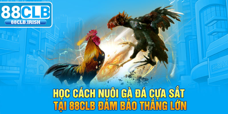 Học Cách Nuôi Gà Đá Cựa Sắt Tại 88CLB Đảm Bảo Thắng Lớn