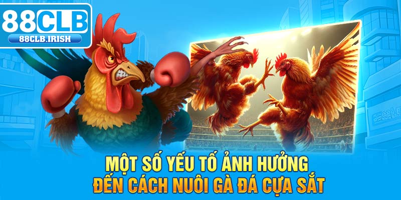 Một số yếu tố ảnh hưởng đến cách nuôi gà đá cựa sắt