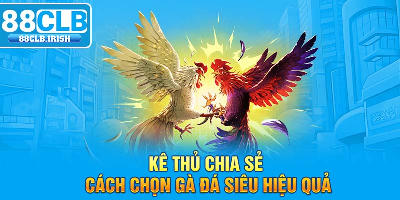 Kê thủ chia sẻ cách chọn gà đá siêu hiệu quả