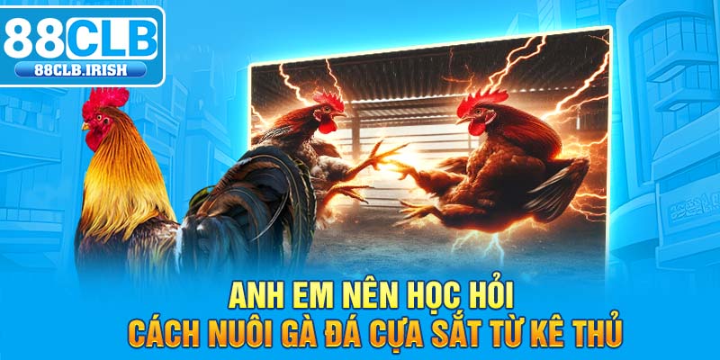 Anh em nên học hỏi cách nuôi gà đá cựa sắt từ kê thủ