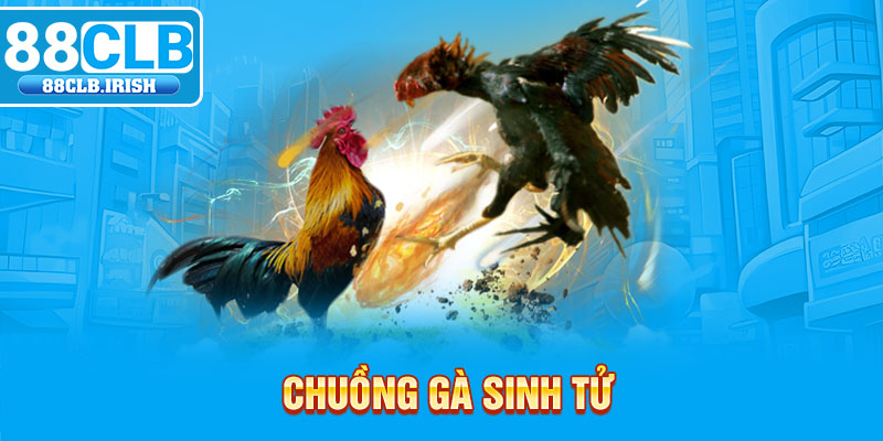 Chuồng Gà Sinh Tử - Sân Chơi Đá Gà Đầy Máu Lửa, Kịch Tính