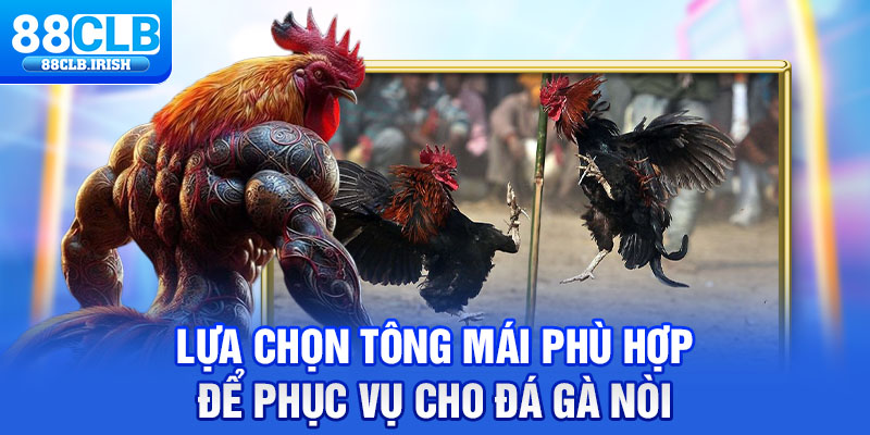 Lựa chọn tông mái phù hợp để phục vụ cho đá gà nòi